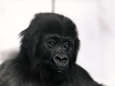 Ritratto del gorilla 